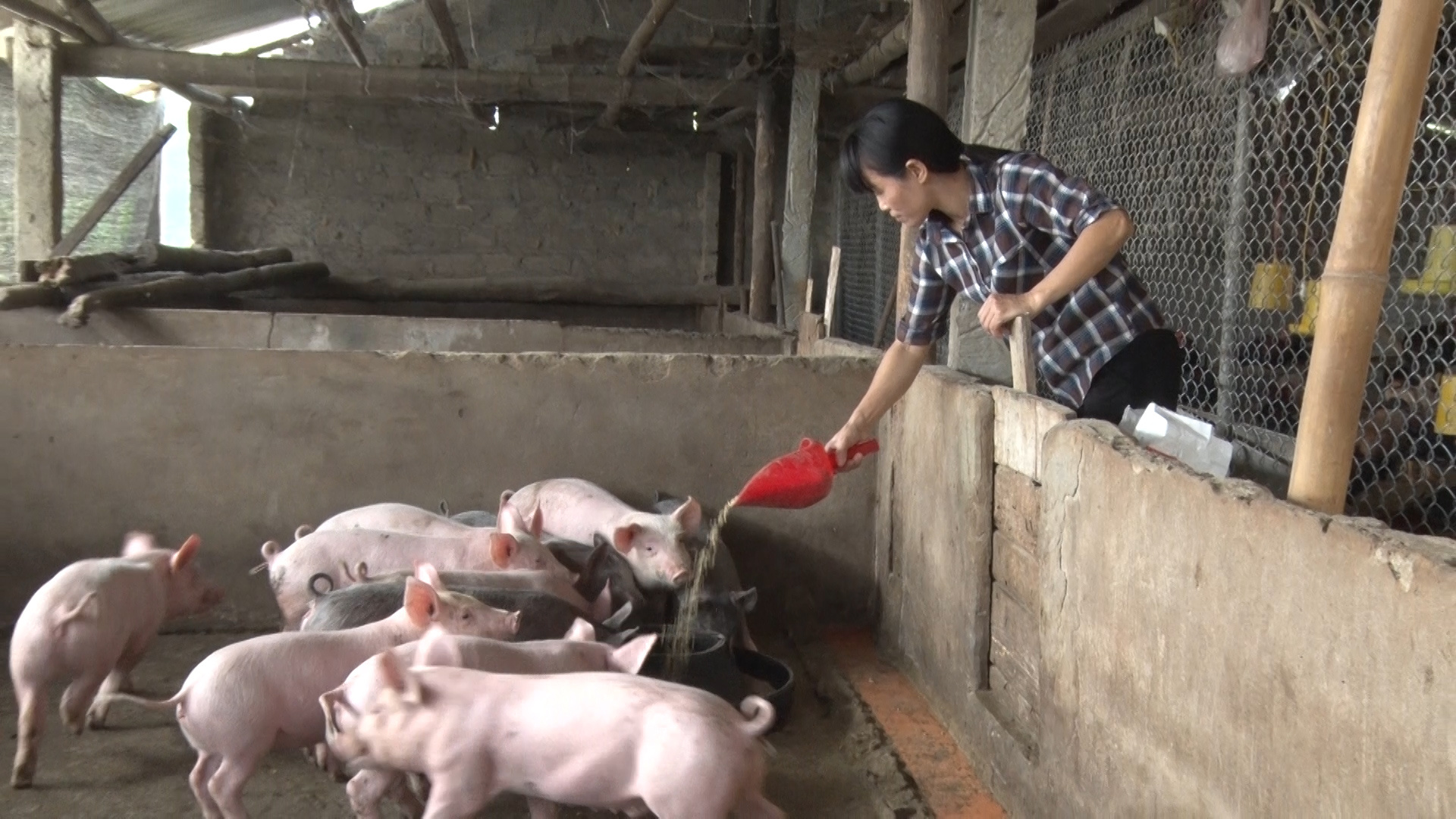 Hội ND huyện Cẩm Khê (Phú Thọ): Hỗ trợ hội viên, nông dân phát triển kinh tế